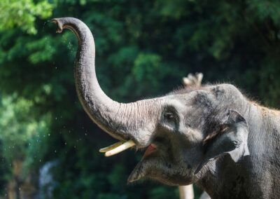 Safari, Thailand