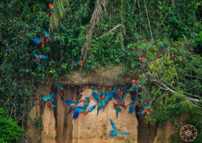 Parrot clay lick, Peru