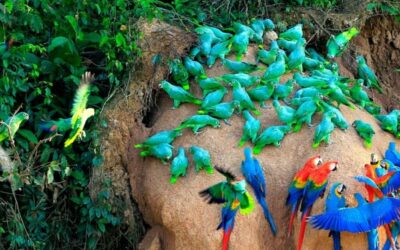 parrot clay lick, Peru