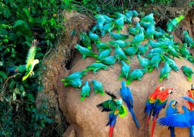 parrot clay lick, Peru