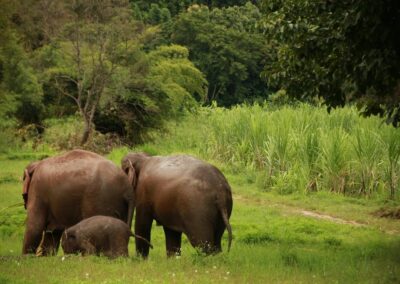 Safari, Thailand