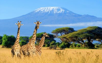 Enchanting Kenya Safari Experience